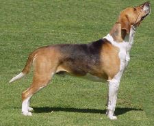 English Foxhound.